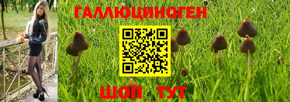 Курчатов  Псилоцибиновые грибы мухоморы  Вход с VPN 